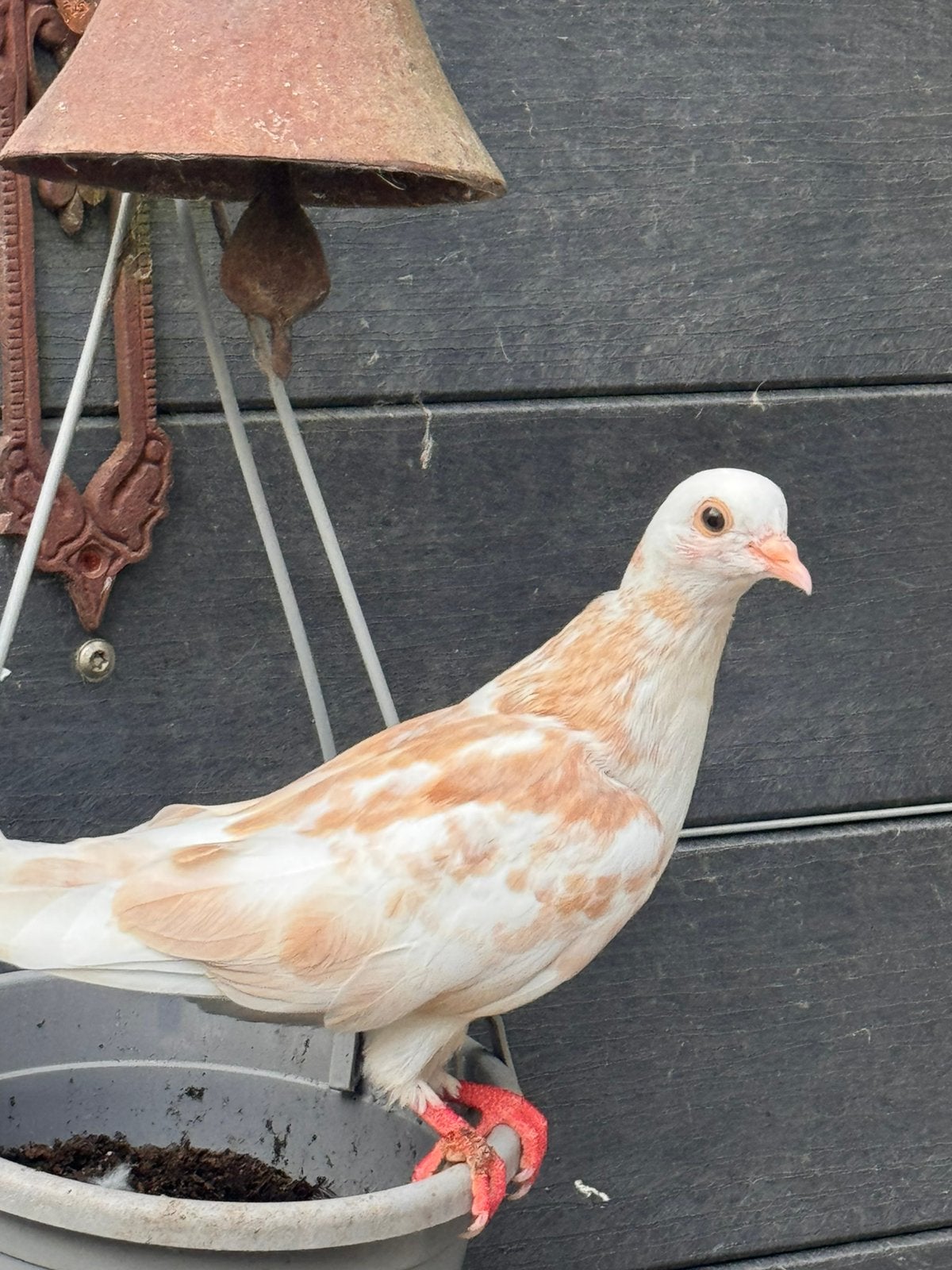 Oosterse roller, Doffer, Dieren en Toebehoren, Mannelijk