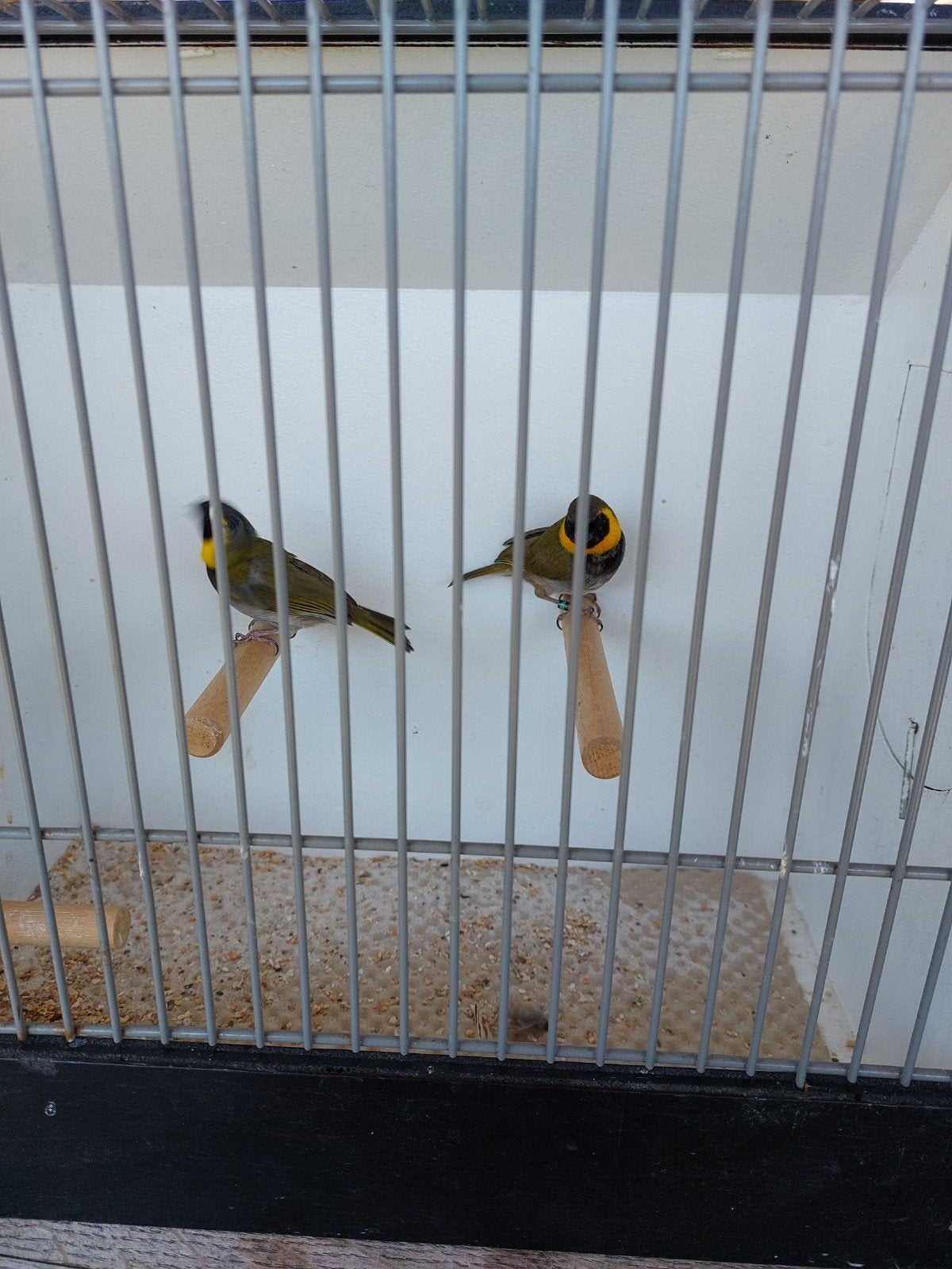 te koop Cuba vinkmannen, Dieren en Toebehoren, Vogels | Overige Vogels, Mannelijk, Tropenvogel, Geringd
