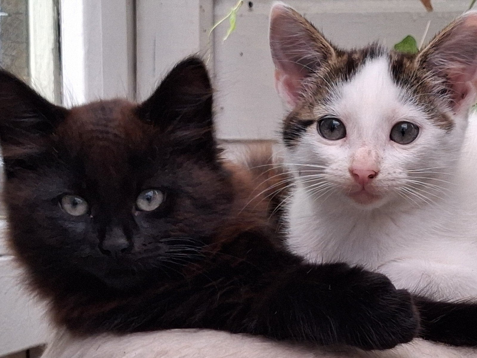 lang en kortharig kitten, Dieren en Toebehoren, 0 tot 2 jaar