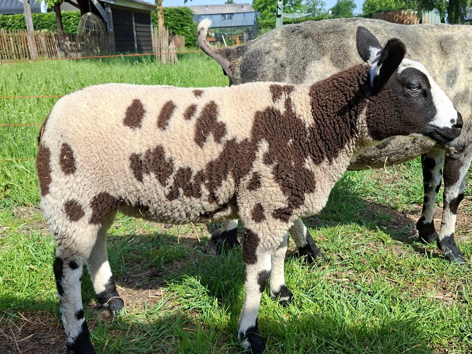 2 bonte ooilammeren, Dieren en Toebehoren, Vrouwelijk, Schaap, 0 tot 2 jaar