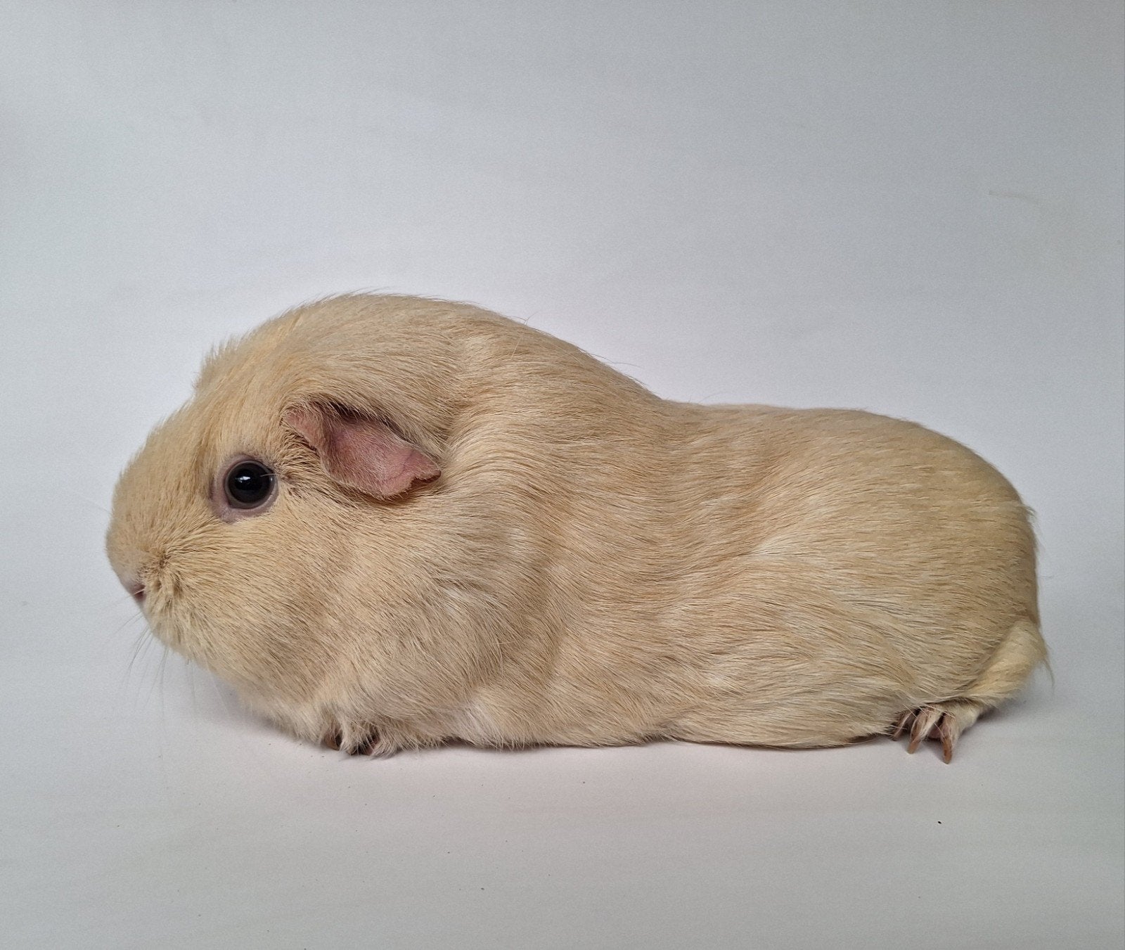 Twee creme zeugjes - gladhaar & Ch teddy, Cavia, Juli, Vrouwelijk, Tam