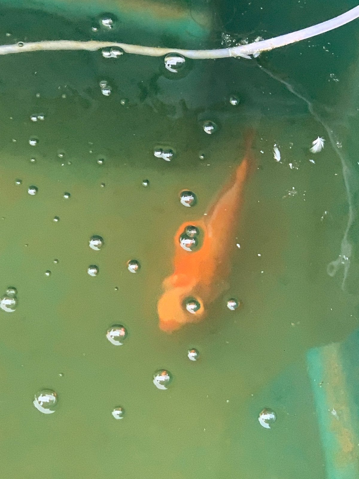 Grote goudvis, Dieren en Toebehoren, Vis, Zoetwatervis