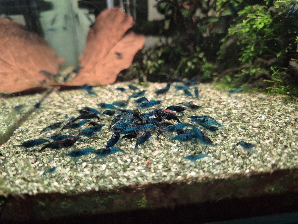 Blue Dream Garnalen, Kreeft, Krab of Garnaal, Zoetwatervis