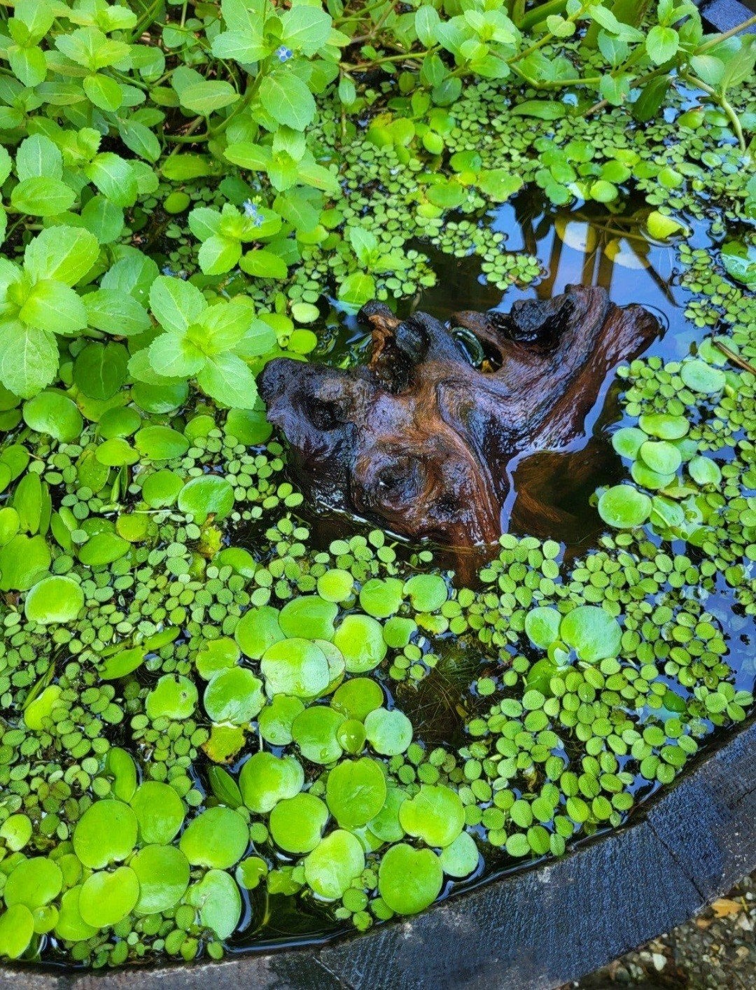 Drijfplantjes aquarium en vijver, Ophalen, Nieuw, Plant(en), Steen of Hout