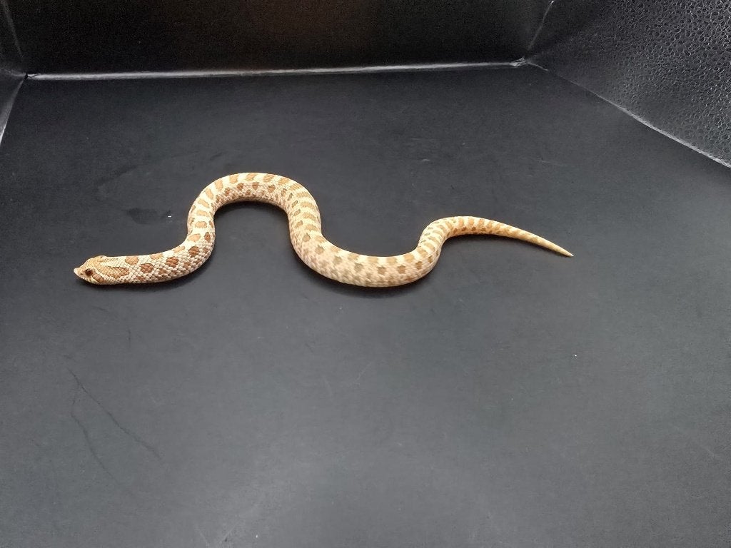heterodon nasicus (haakneus)