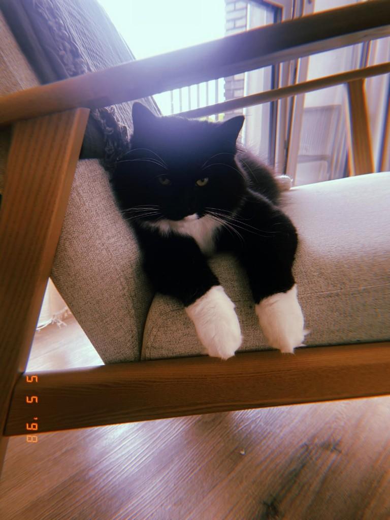 Tijdelijk huisje gezocht, Dieren en Toebehoren, Katten en Kittens | Overige Katten, Kater, Langharig, 0 tot 2 jaar