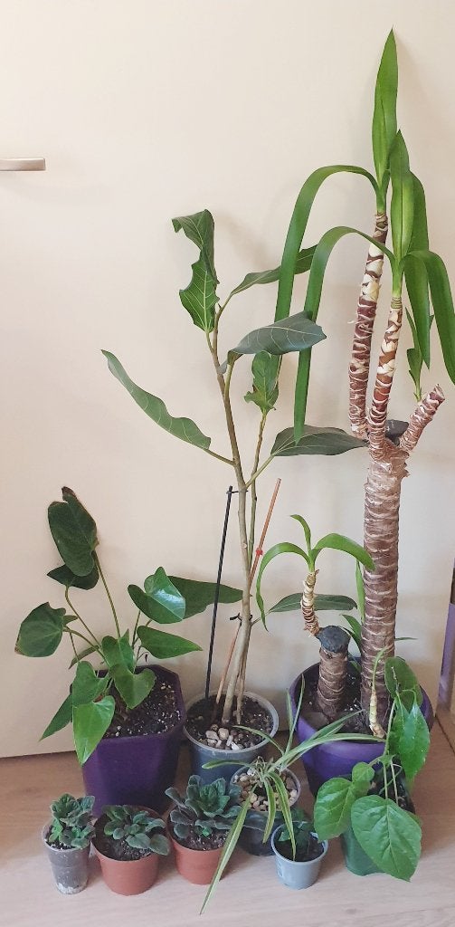 Heel leuke kamerplantjes, yucca, anthurium, citroen, Ophalen, Overige soorten, Halfschaduw, In pot