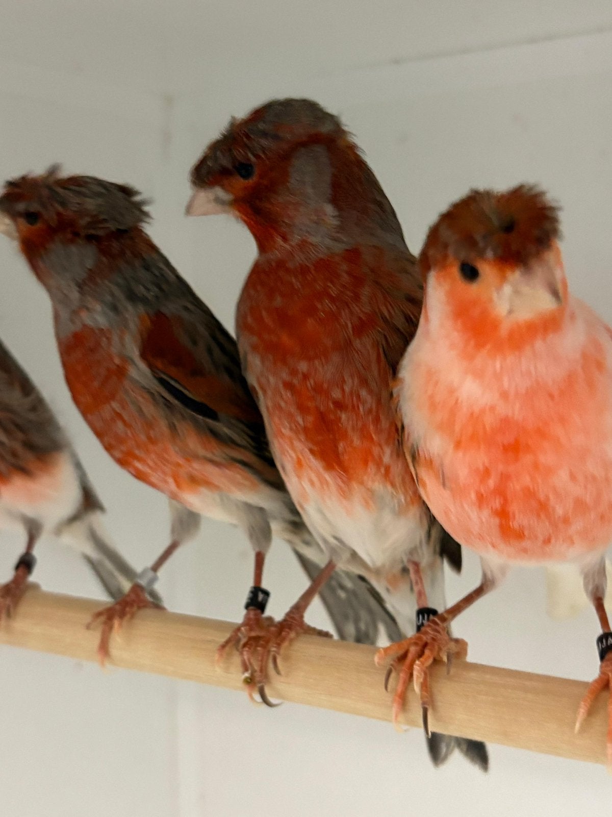 Gevraagd voor de export kleur kanaries, Meerdere dieren, Kleurkanarie