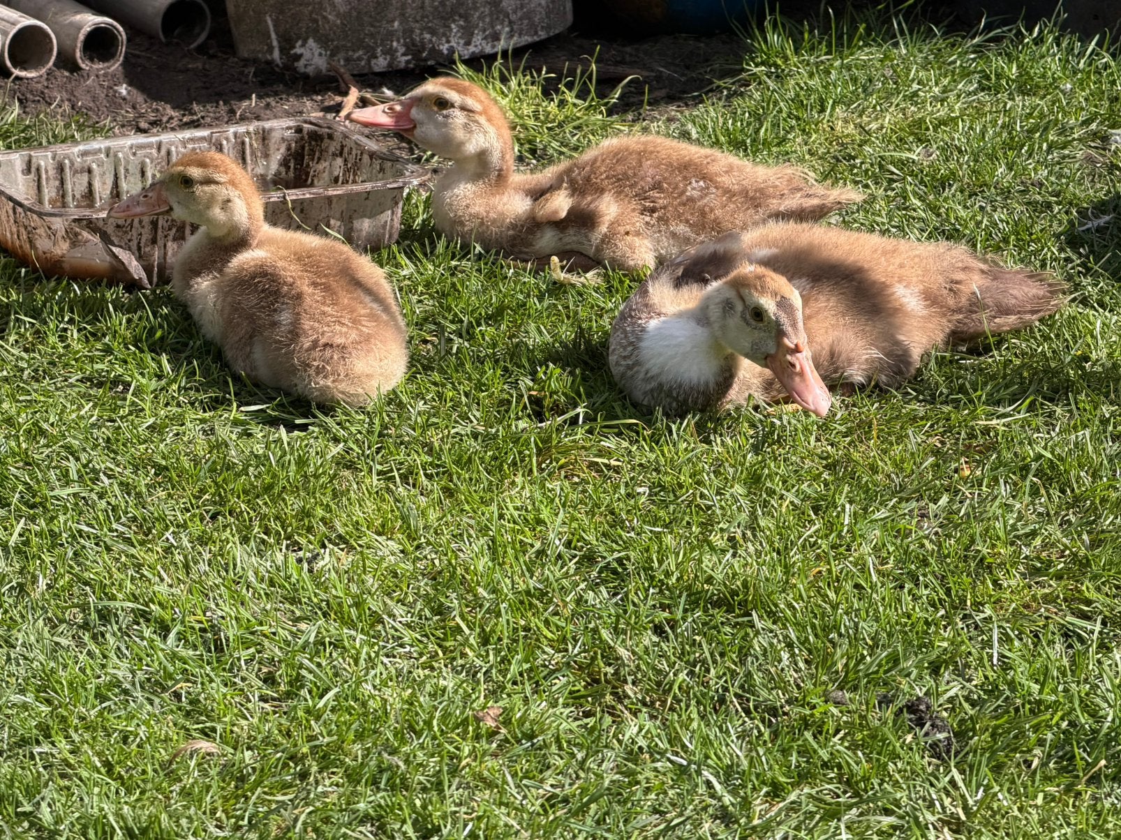 Handtam jonge muskuseenden, Dieren en Toebehoren, Geslacht onbekend, Kip