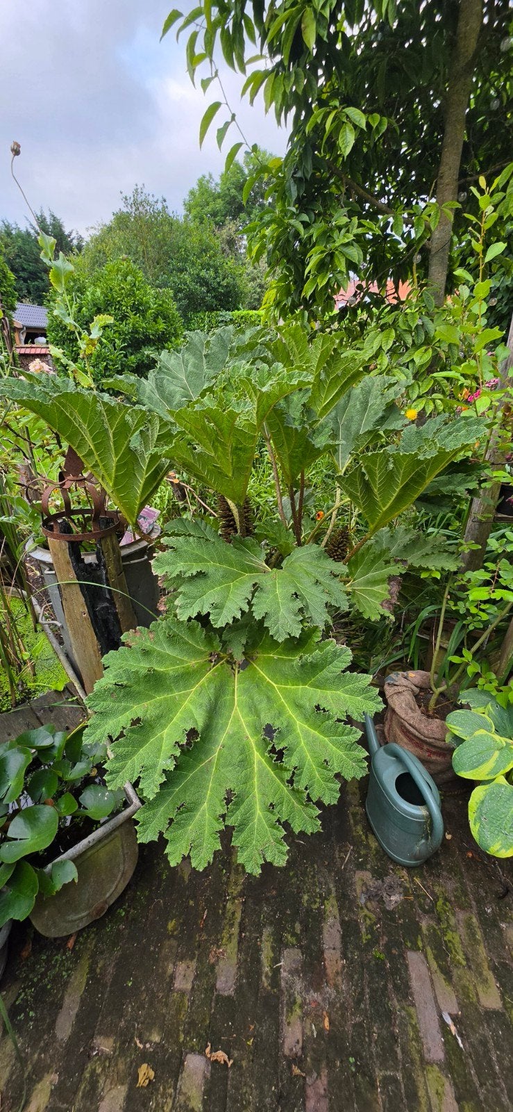 Grote gunnera, Tuin en Terras, Ophalen, Bloeit niet, Overige soorten, Volle zon