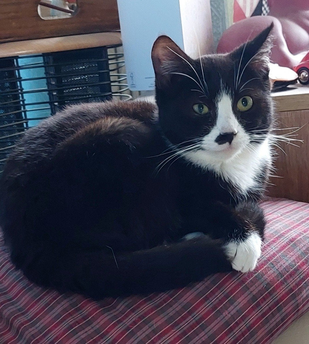 gratis ophalen., Kater, Kortharig, 3 tot 5 jaar