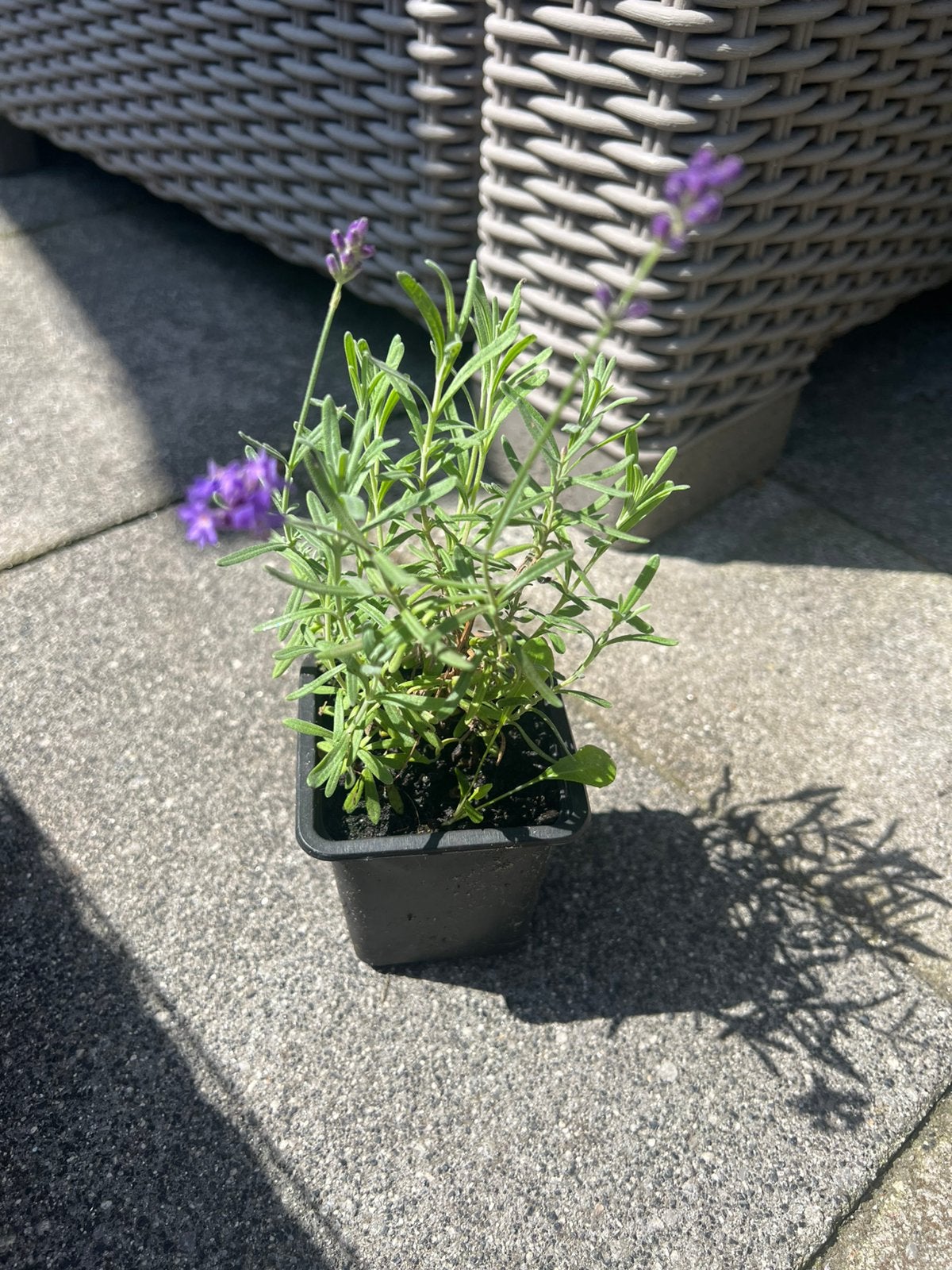 Lavendel, Tuin en Terras, Ophalen of Verzenden, Overige soorten, Volle zon
