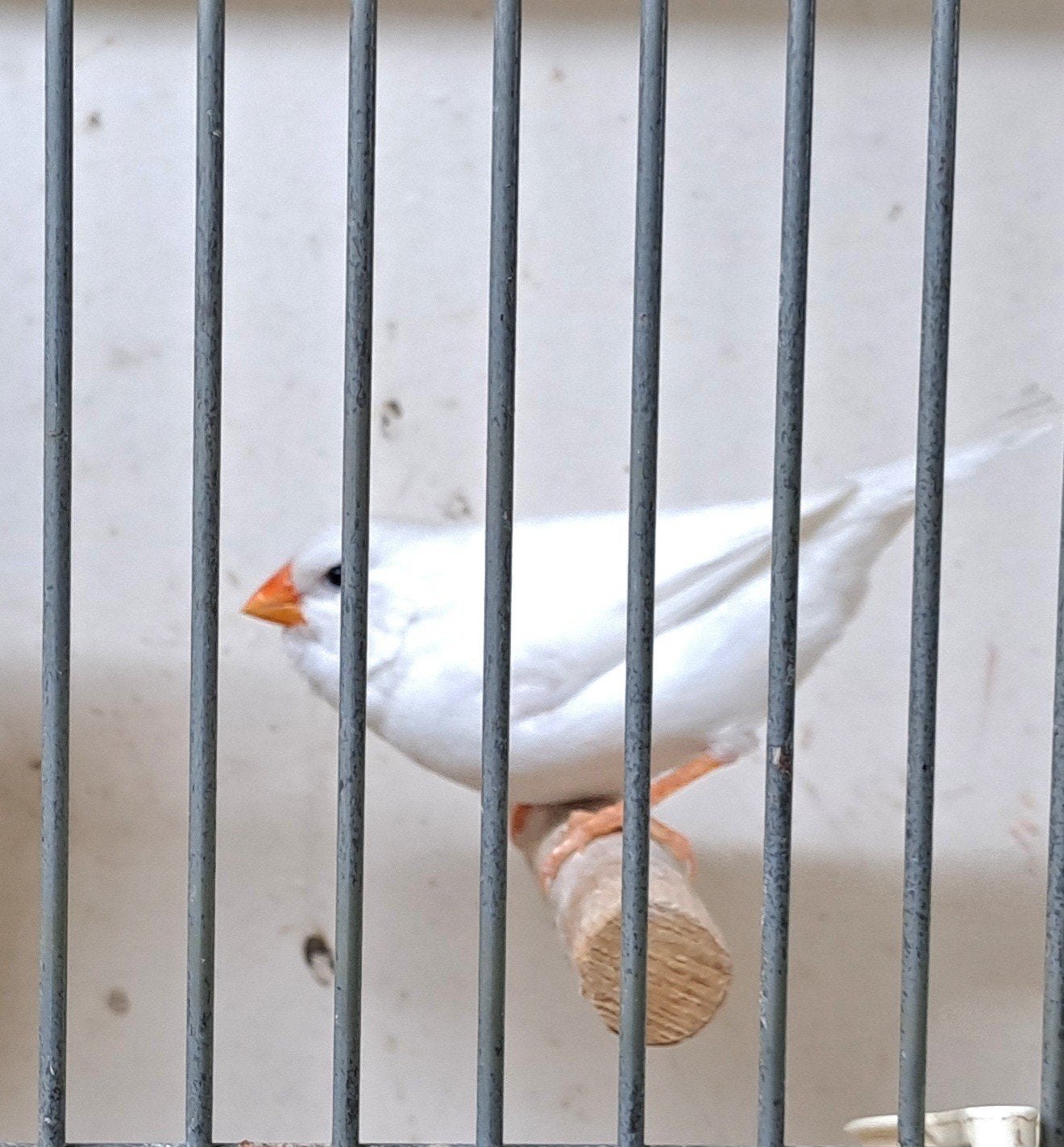 Zebravink poppen, Vrouwelijk, Kleurkanarie