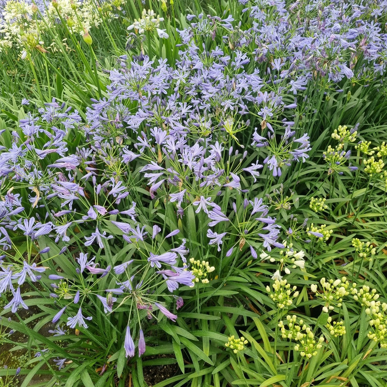 Agapanthus (Afrikaanse Lelie) - Blauw en Wit, Ophalen, Overige soorten, Volle zon