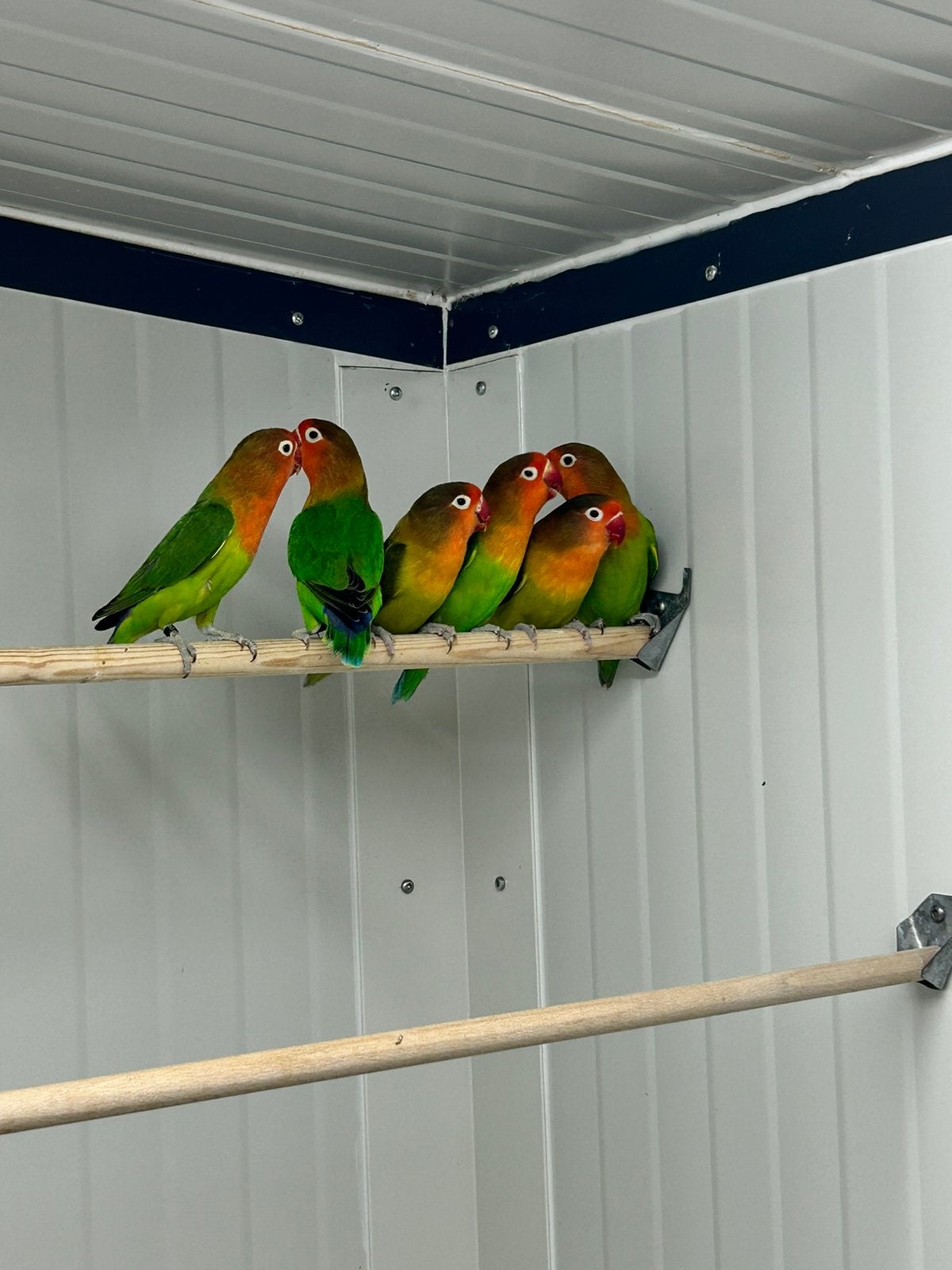 Fischeri poppen, Dieren en Toebehoren, Vrouwelijk, Dwergpapegaai of Agapornis, Geringd