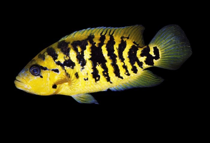 M. Amerikaanse Cichliden:Parachromis friedrichsthalii Panama, Vis, Zoetwatervis