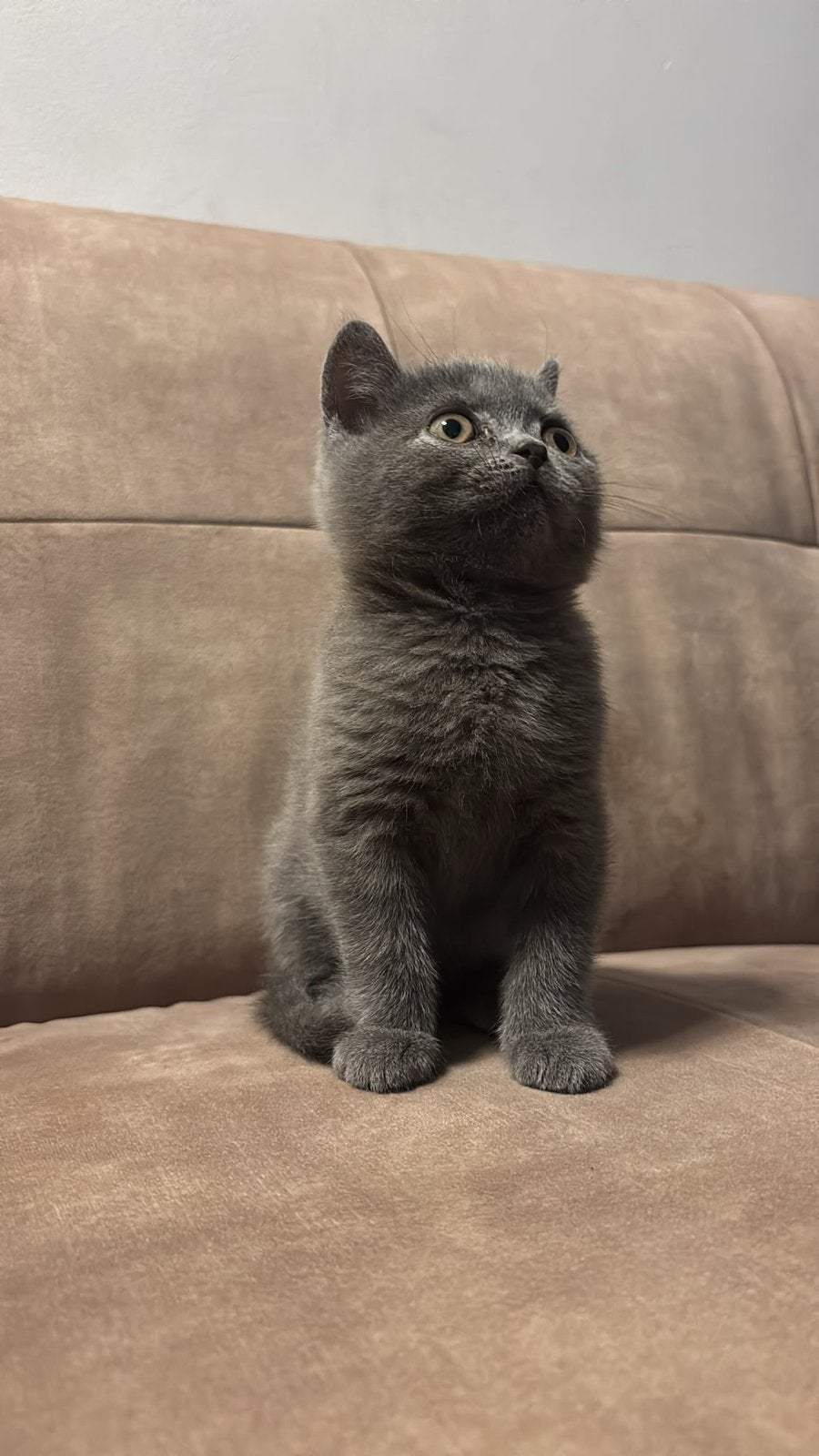 Britse korthaar Mannetje!, Dieren en Toebehoren, Katten en Kittens | Raskatten | Korthaar, Kater