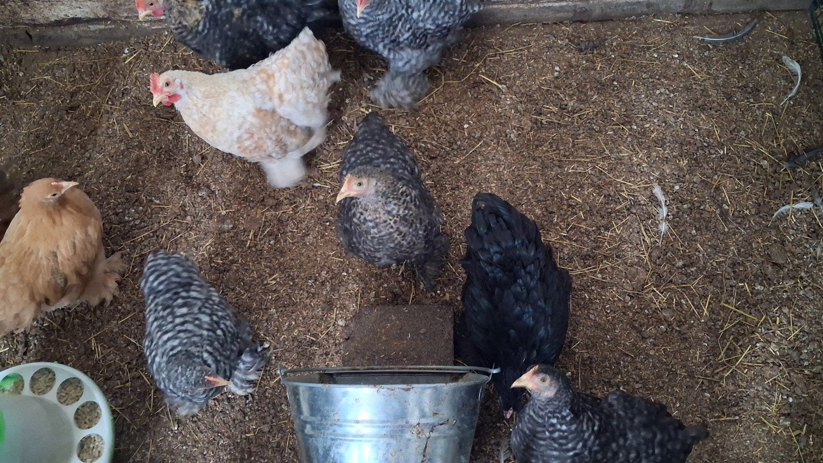 Trio krielkippen, Dieren en Toebehoren, Pluimvee, Meerdere dieren, Kip
