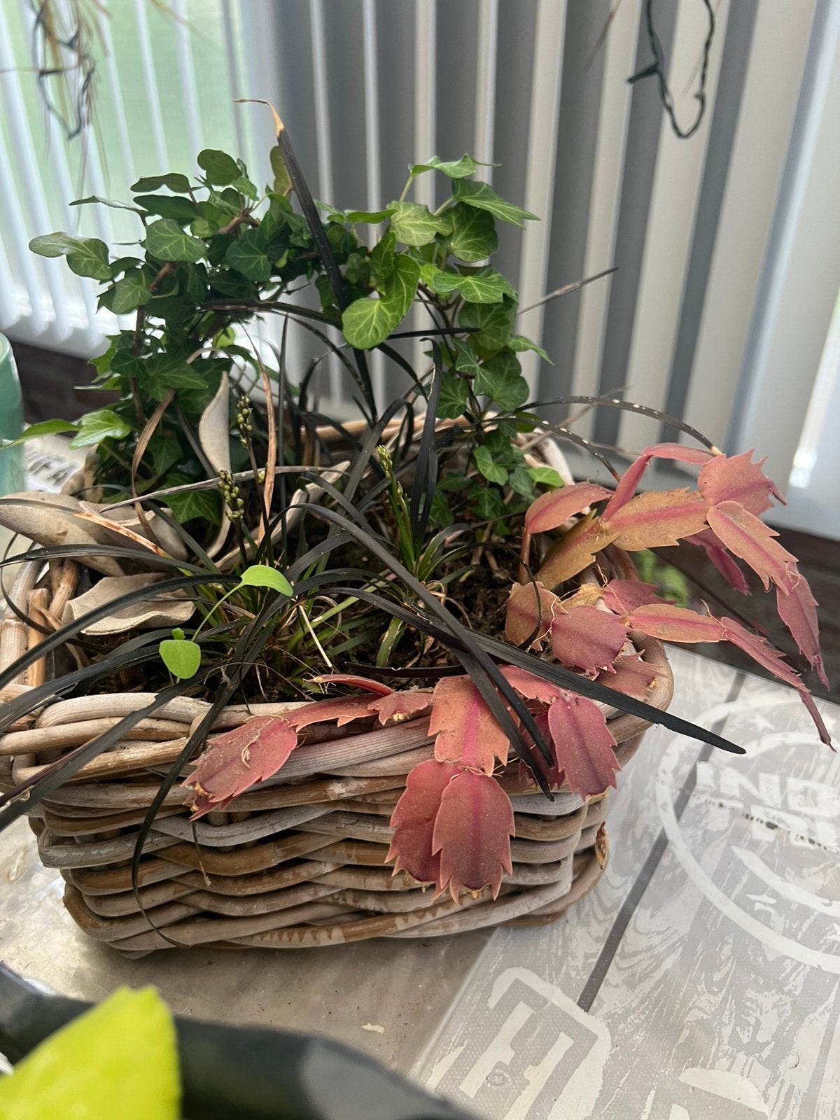 Zwart gras in pot, Tuin en Terras, Bloembakken en Plantenbakken, Kunststof, Minder dan 30 cm, Rond, Ophalen of Verzenden