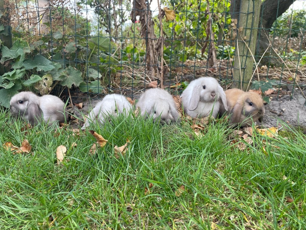 Mini lop konijnen, Meerdere dieren