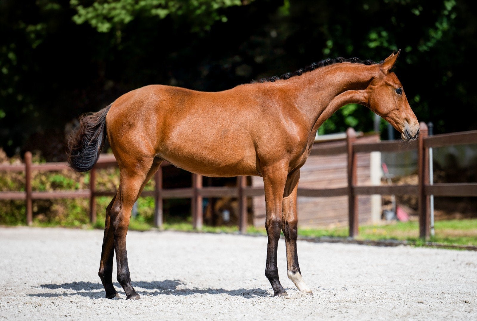 Kwpn merrieveulen Sonic x Desperado, Merrie, Dressuurpaard, 0 tot 2 jaar