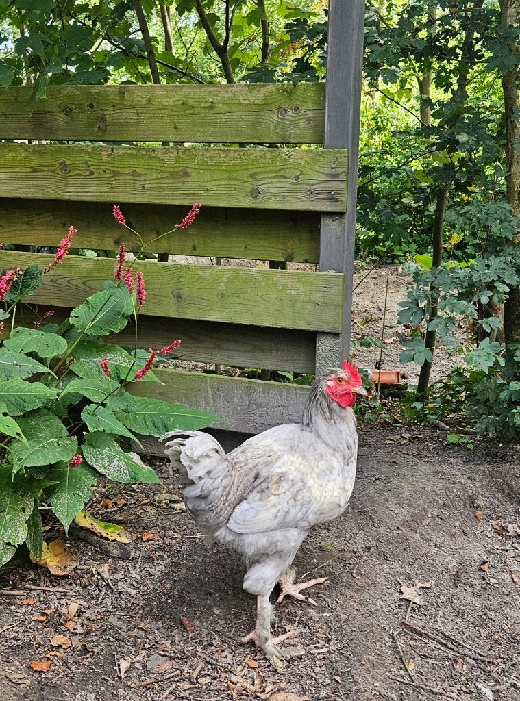 Groenlegger haan 4,5 maand oud, Dieren en Toebehoren, Pluimvee, Mannelijk, Kip