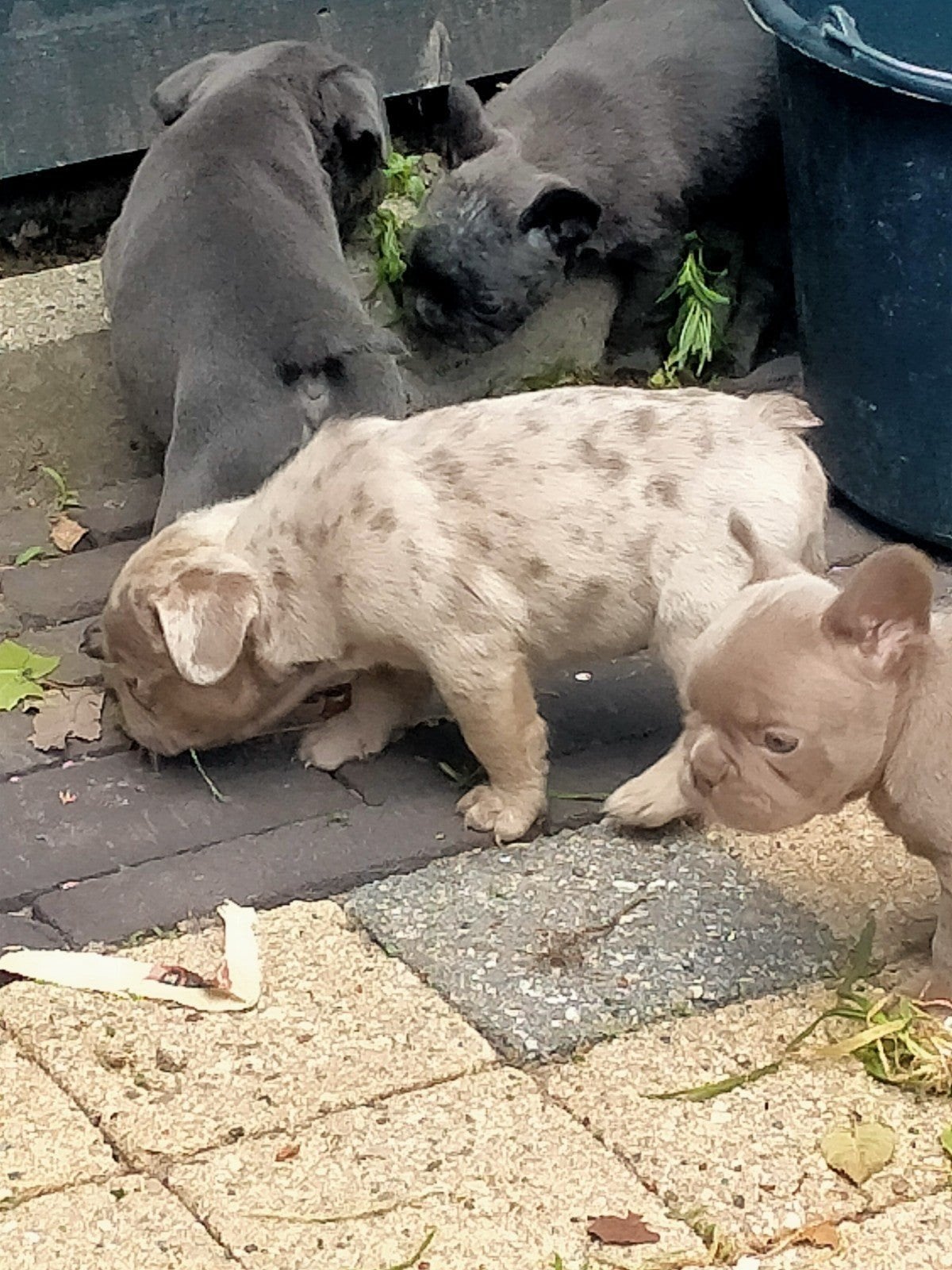 Prachtige franse bulldog pups te koop, Dieren en Toebehoren, 8 tot 15 weken, Bulldog, Meerdere, Meerdere dieren