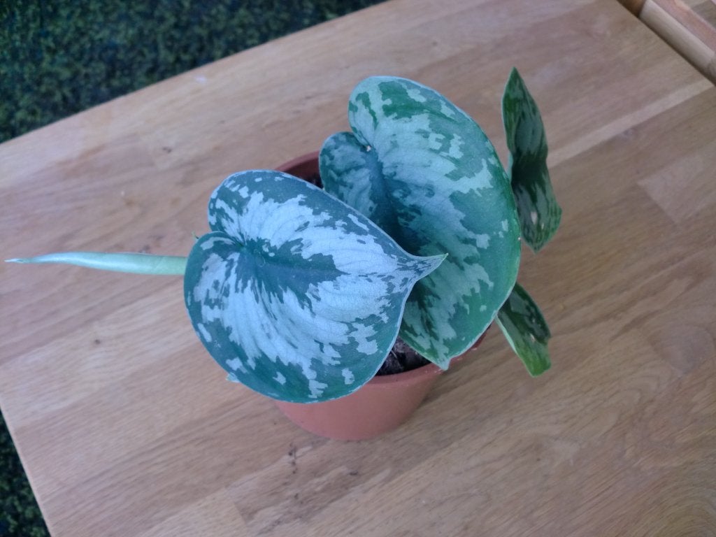 Scindapsus Exotica, gewortelde stekken, hangplant, Overige soorten, Minder dan 100 cm, Groene kamerplant, Halfschaduw