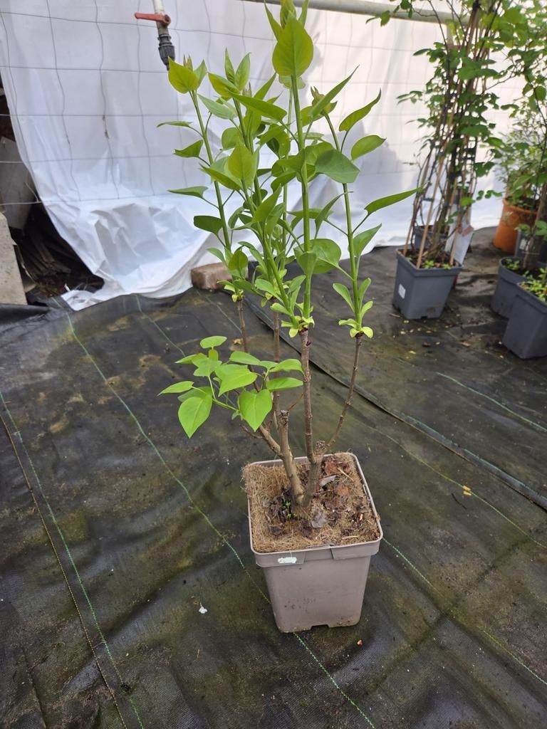Syringa Sering, Volle zon, Vaste plant, Lente, Ophalen
