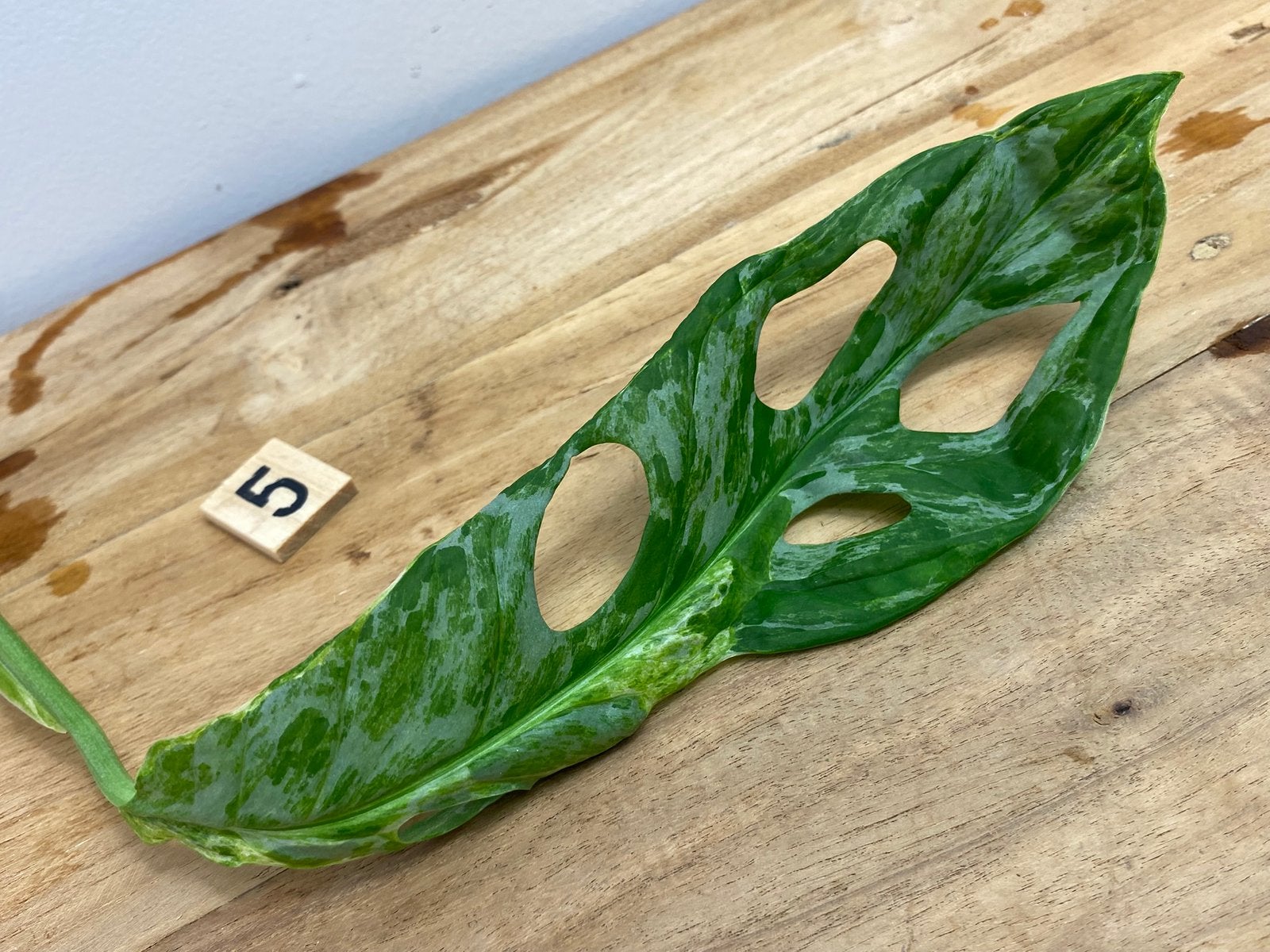 Monstera Adansonii Indonesian Marble Variegata Stek #5, Huis en Inrichting, Kamerplanten, Ophalen of Verzenden, Halfschaduw, Minder dan 100 cm