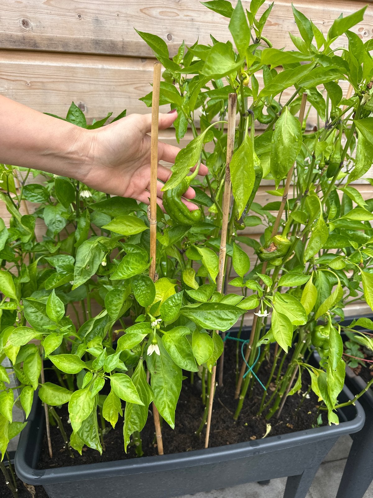 Verse Paprika Planten - Biologisch Gekweekt, Volle zon, Groenteplanten, Eenjarig, Ophalen of Verzenden