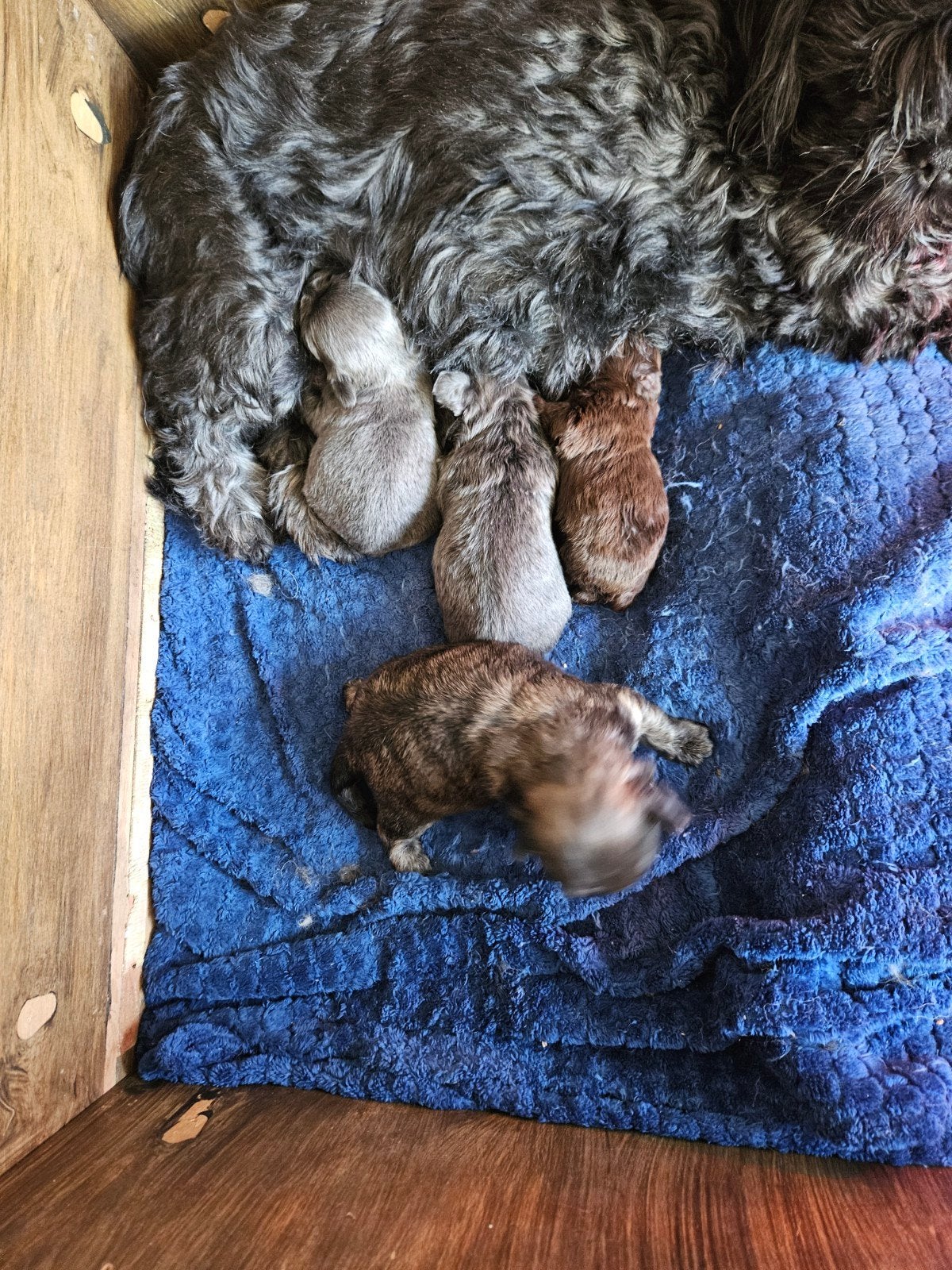 Shih Tzu, Overige rassen, 8 tot 15 weken, Meerdere dieren, Eén hond