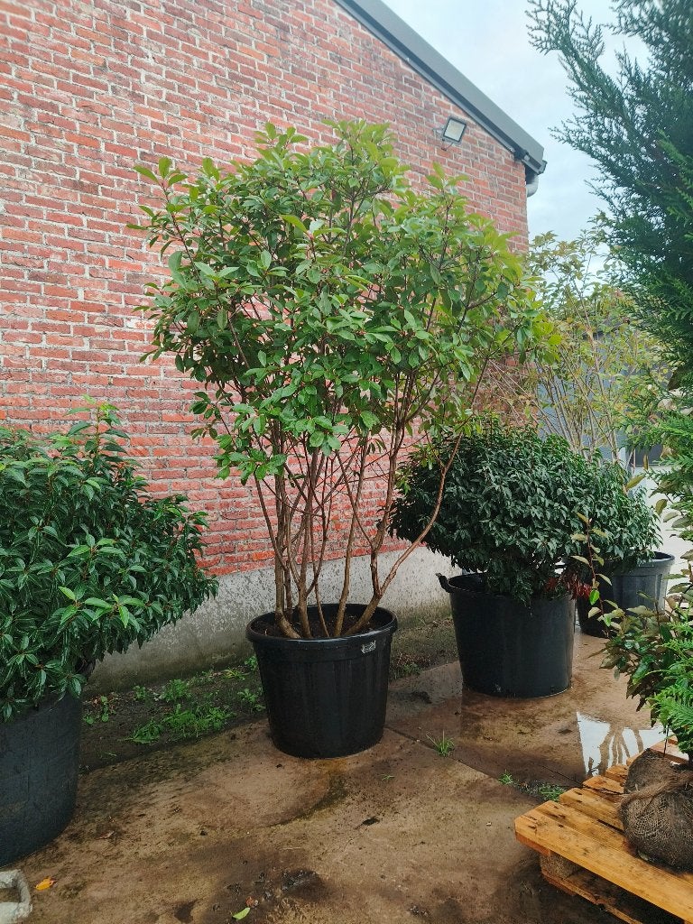 meerstammige bomen magnolia amelanchier cornus, Overige soorten, Lente, 100 tot 250 cm, Ophalen
