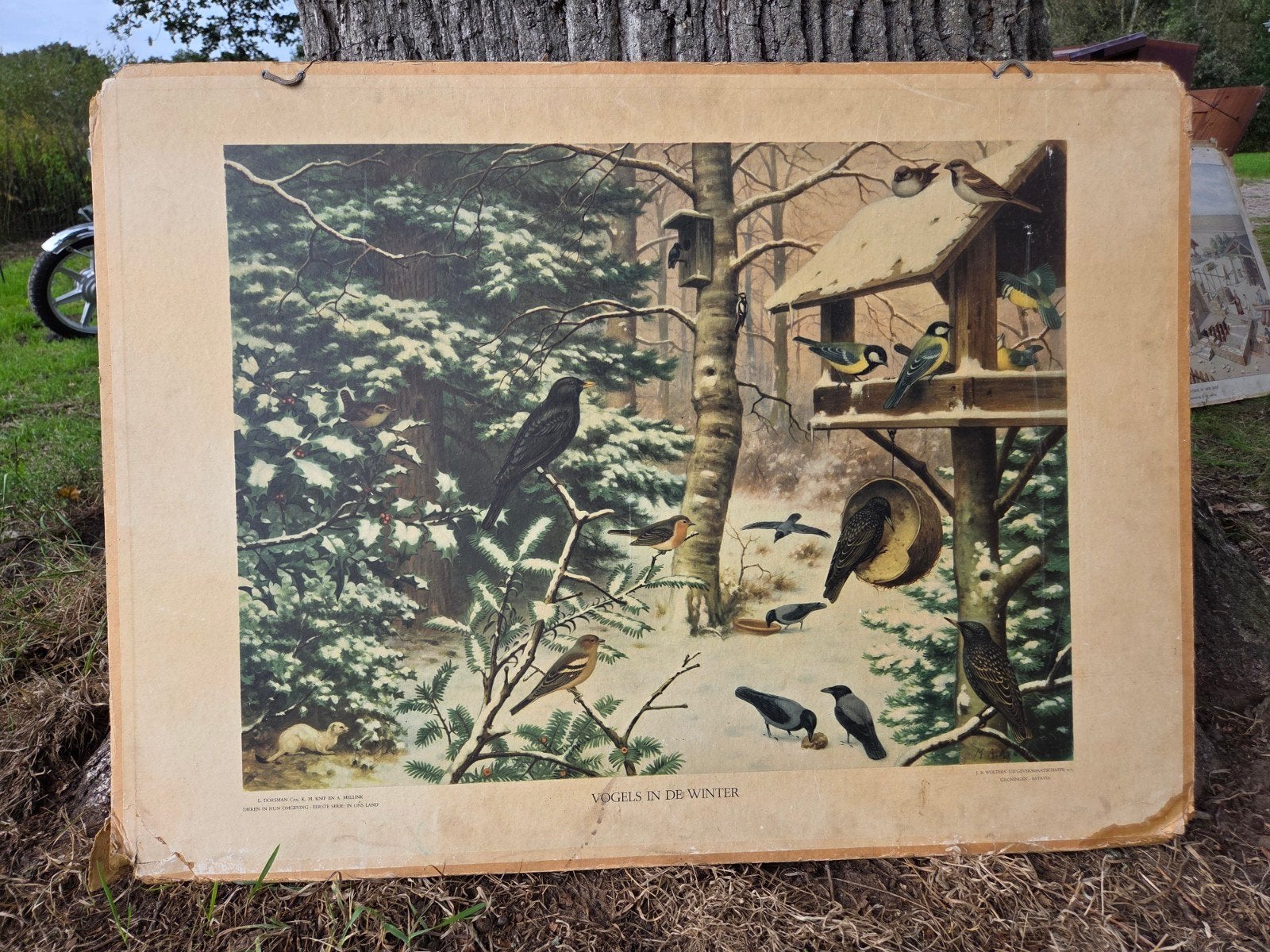 Vintage Schoolplaat 'Vogels in de Winter', Ophalen, Natuur en Biologie