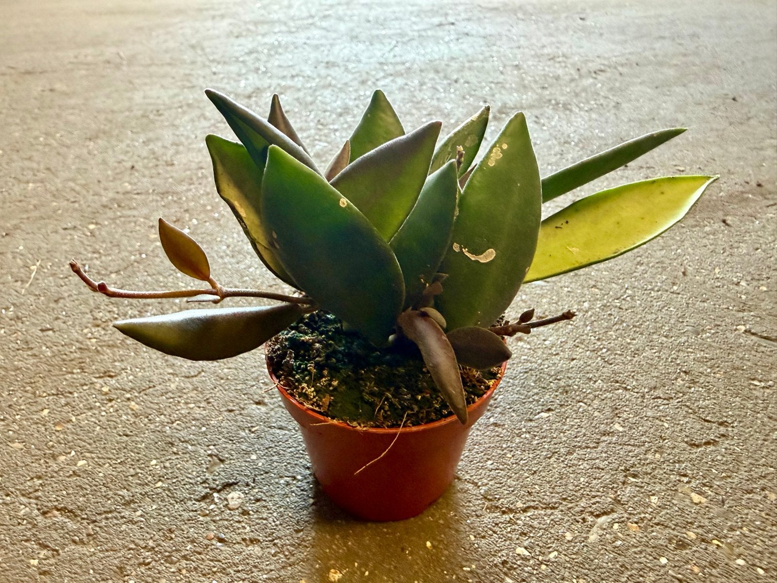 Hoya bilobata p6, Ophalen of Verzenden