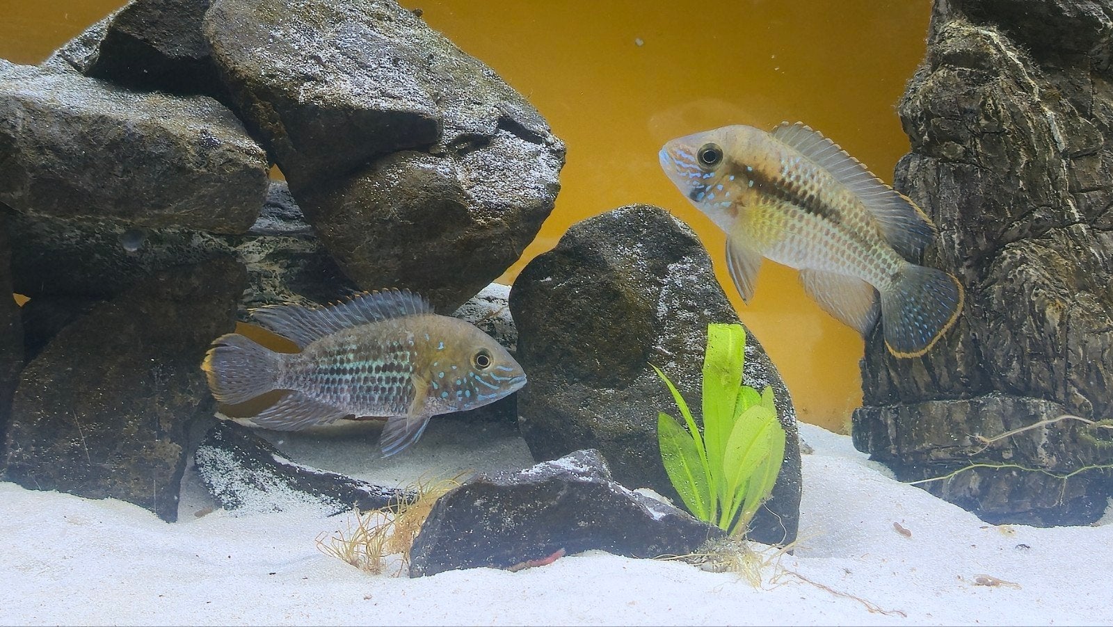 Aequidens rivulatus Esmeralda Cichlid  Green Terror Koppel, Dieren en Toebehoren, Vis