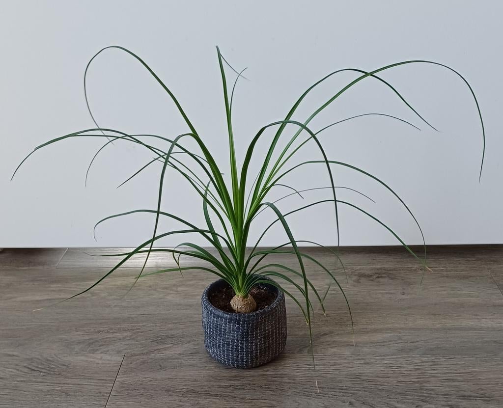 Mooie Olifantspoot / Nolina in leuke stoere sierpot., Ophalen, Overige soorten, Halfschaduw, In pot