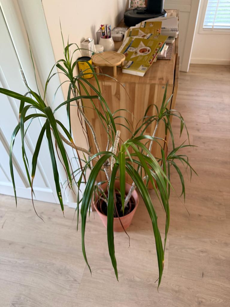 Gratis kamerplant zonder pot, Ophalen, Halfschaduw, Minder dan 100 cm