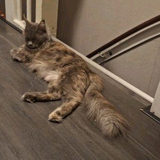 Kitten half maine coon, Dieren en Toebehoren, Katten en Kittens | Raskatten | Langhaar, Kater, Ontwormd, 0 tot 2 jaar