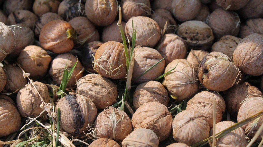 walnoten, Ophalen