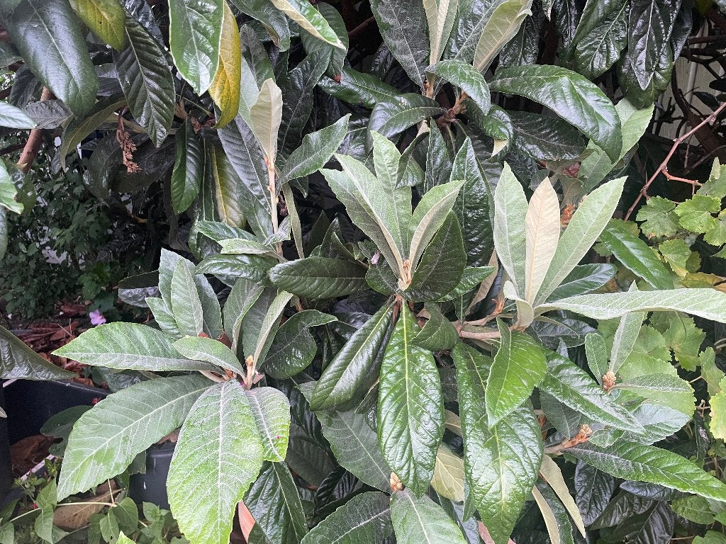 Japanse Mispel 6 Meter, Tuin en Terras, Herfst, Overige soorten, 400 cm of meer, Ophalen