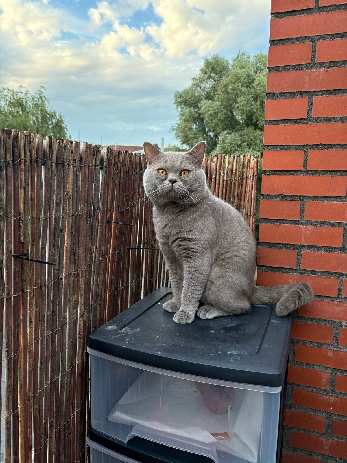 Ras zuivere britse korthaar licht grijs, Dieren en Toebehoren, Katten en Kittens | Raskatten | Korthaar, Kater