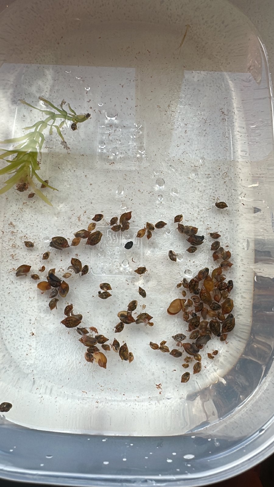 Aquarium slakjes, Dieren en Toebehoren