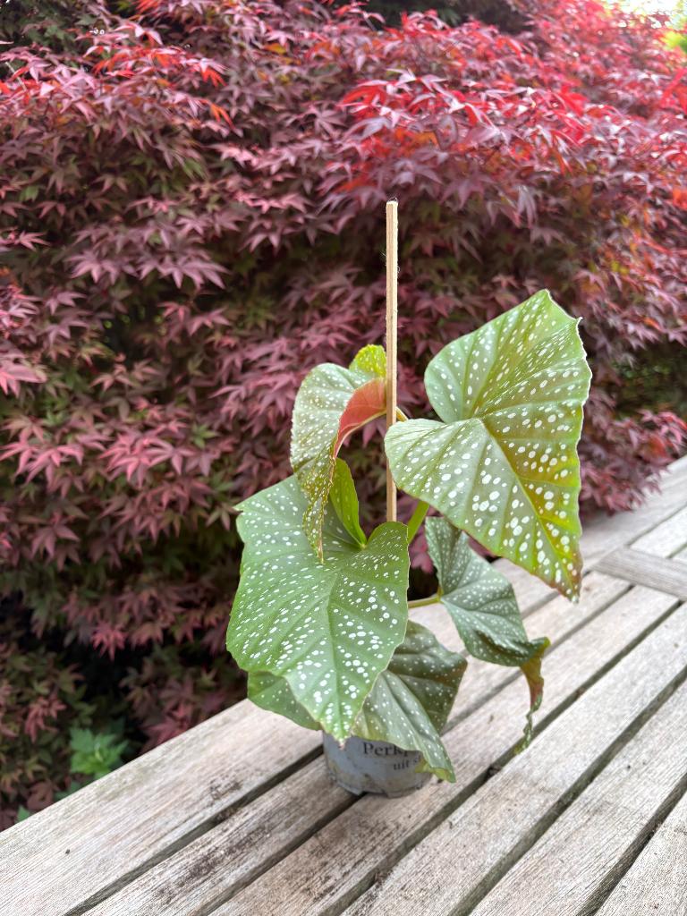 Begonia Coralina de Lucerne, Huis en Inrichting, Kamerplanten, Ophalen, Overige soorten, Halfschaduw, Minder dan 100 cm