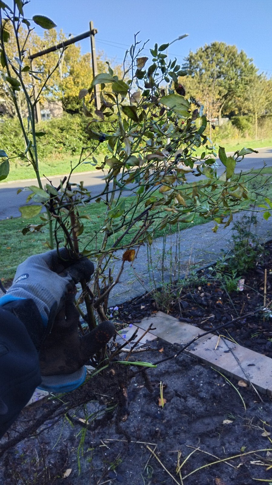 gratis tuinplanten mini roosjes, kleine rhodo, Ophalen, Minder dan 100 cm, Overige soorten, Zomer