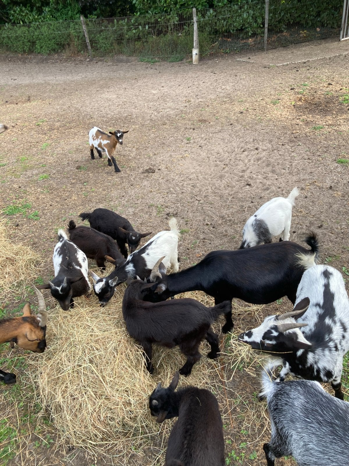 Mooie dwerggeitjes, Meerdere dieren, Geit, 0 tot 2 jaar