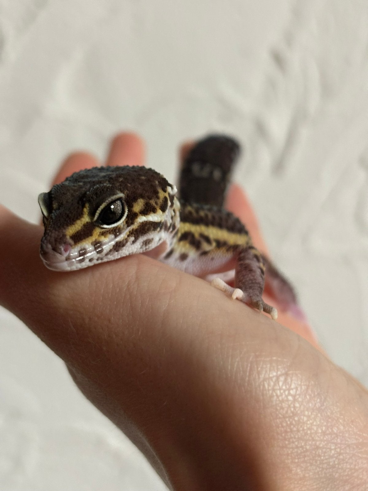 Black night luipaardgekko vrouw, Dieren en Toebehoren, Hagedis, Tam, 0 tot 2 jaar