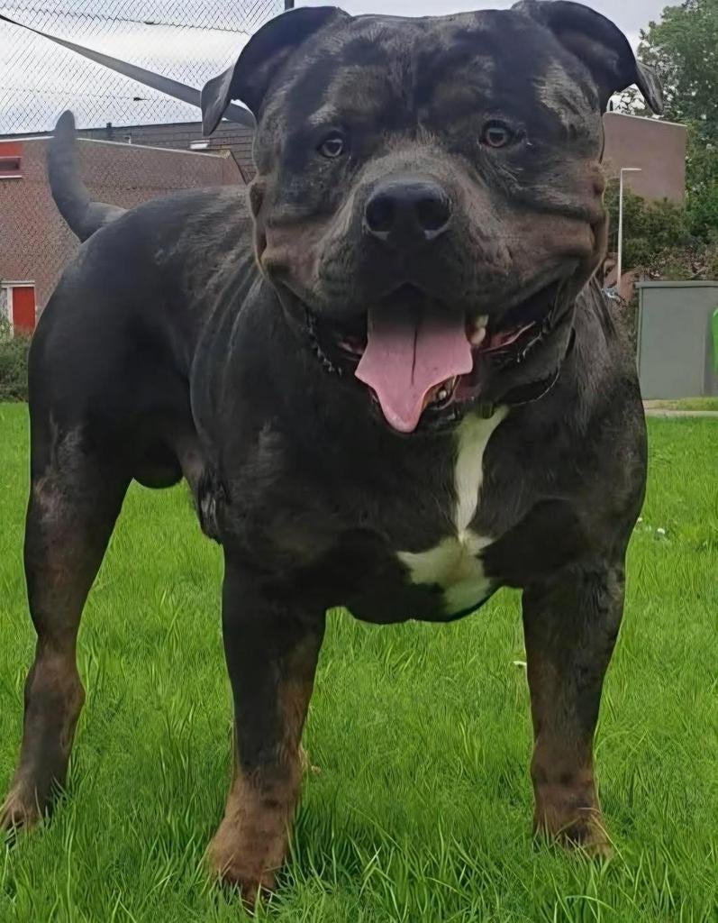 Prachtige American bully xl tri color merle, Dieren en Toebehoren, Reu, Bulldog, Eén hond, 3 tot 5 jaar