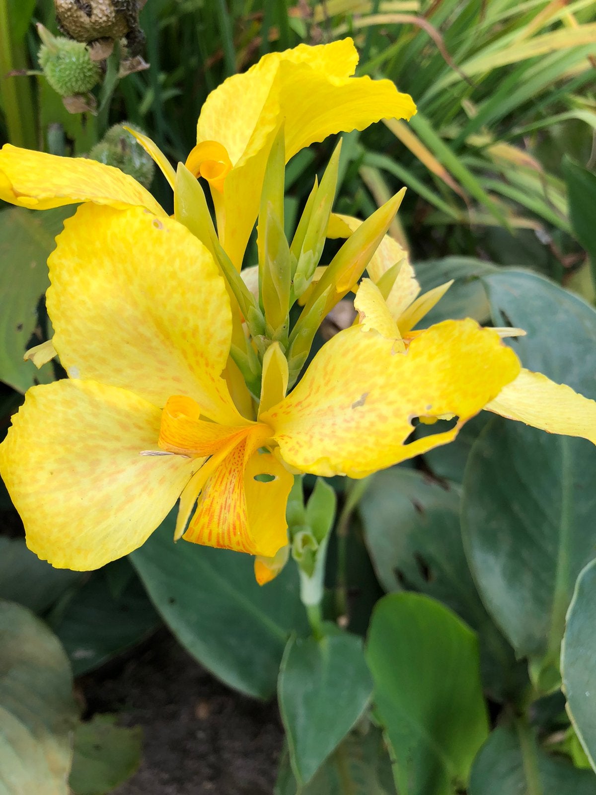 Canna zaden, Ophalen of Verzenden, Volle zon
