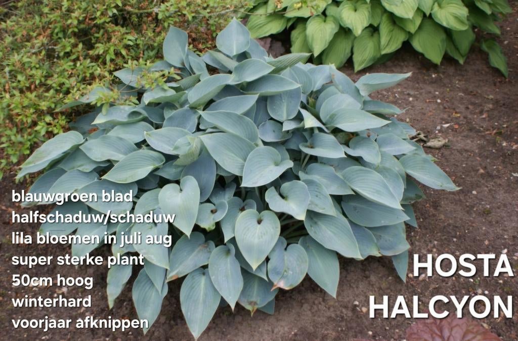 Grijsbadigel HOSTA HALCYON  meerdere stukken.  Samen € 6,50, Ophalen, Overige soorten, Halfschaduw